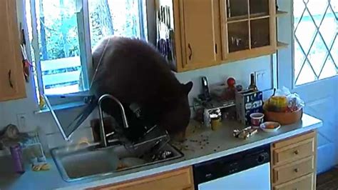 300-Pound Hungry Bear Breaks Through California Kitchen Window For M&M's