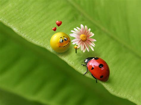 Cute Ladybug Wallpapers - Top Free Cute Ladybug Backgrounds - WallpaperAccess