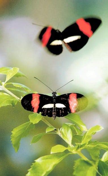 Exhibit at Tucson Botanical Gardens features hundreds of tropical ...