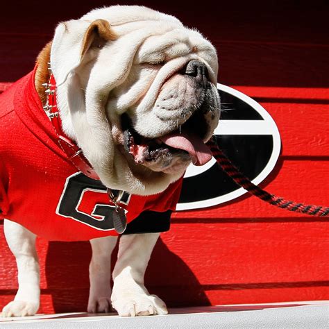 Georgia to Introduce New Mascot Uga X During 2015 Season | Bleacher Report