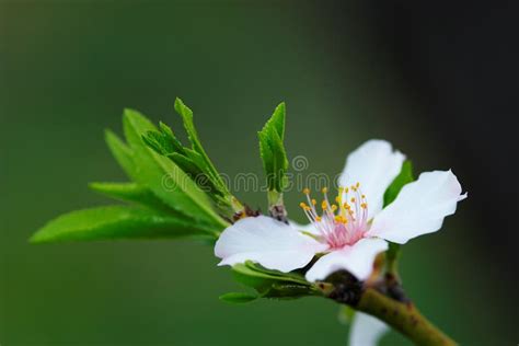 Flower Almond Tree stock image. Image of tree, white, garden - 2406353