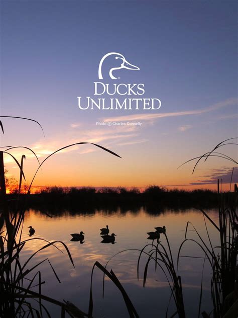 Ducks Unlimited Wallpaper For Iphone