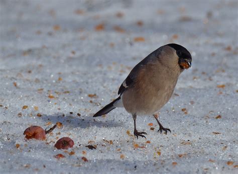 Photo bullfinch winter bird (28 pictures)