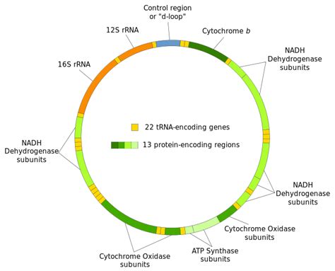 Where Is Mitochondrial Dna Found