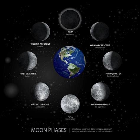 Movements of the Moon Phases Realistic Vector Illustration 643055 ...