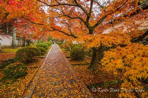 Autumn Hotspots in Kyoto and Nara! | Autumn scenery, Scenery, Kyoto