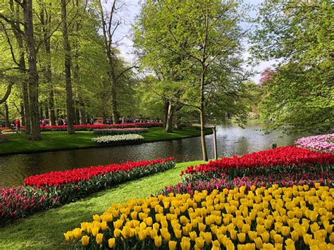 KEUKENHOF - VƯỜN HOA TULIP LỚN NHẤT THẾ GIỚI - Univiet Travel - Unique Always