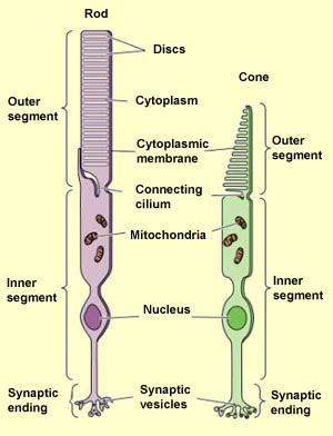 THE BRAIN FROM TOP TO BOTTOM