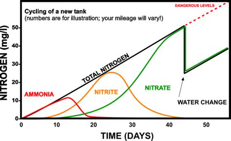 Fish Girl Writes: Freshwater Aquarium Nitrogen Cycle