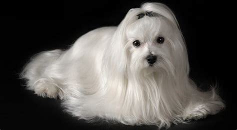 How to Properly Groom a Maltese Puppy or Dog