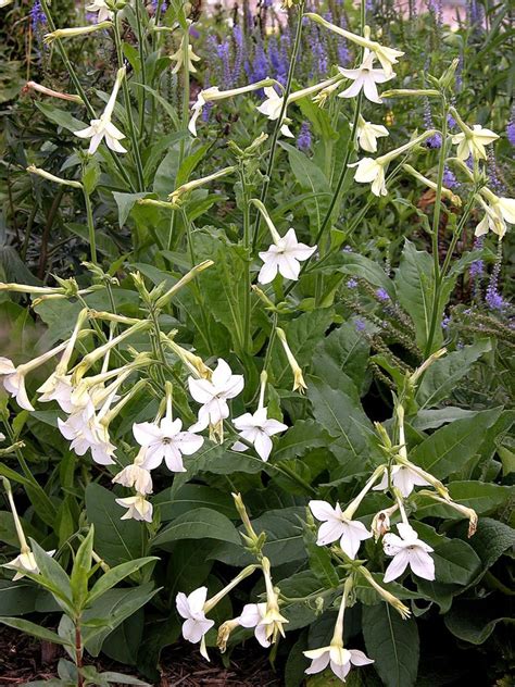 Nicotiana, Jasmine Scented | ubicaciondepersonas.cdmx.gob.mx