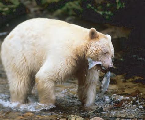 Animal Facts: Kermode bear | Canadian Geographic