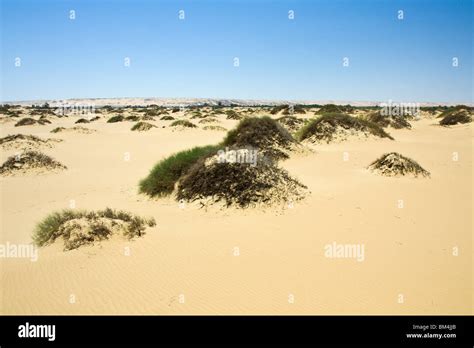 Desert near Bahariya Oasis, Libyan Desert, Egypt Stock Photo - Alamy