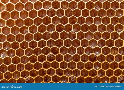 Honeycomb texture stock photo. Image of food, medicine - 117048276