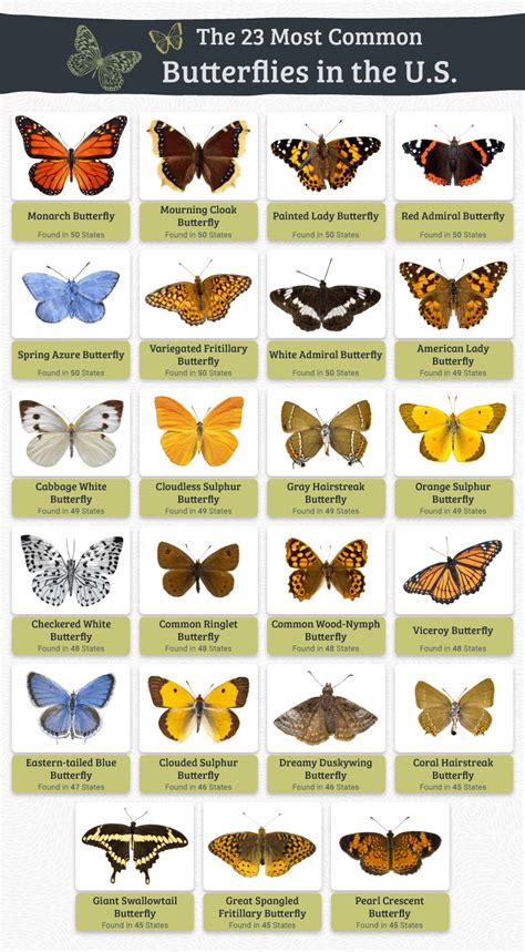 Where to Find Butterflies in the United States - Michigan Bulb Blog | Butterfly inspiration ...