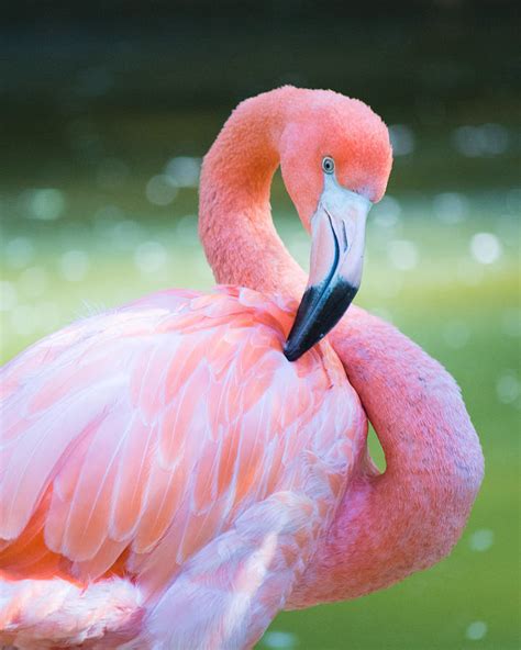 pink flamingo - Google Search Found this cute flamingo photo while ...