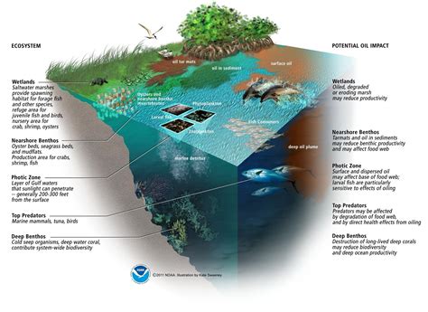 Impact Of Ecosystem On The Deepwater Horizon