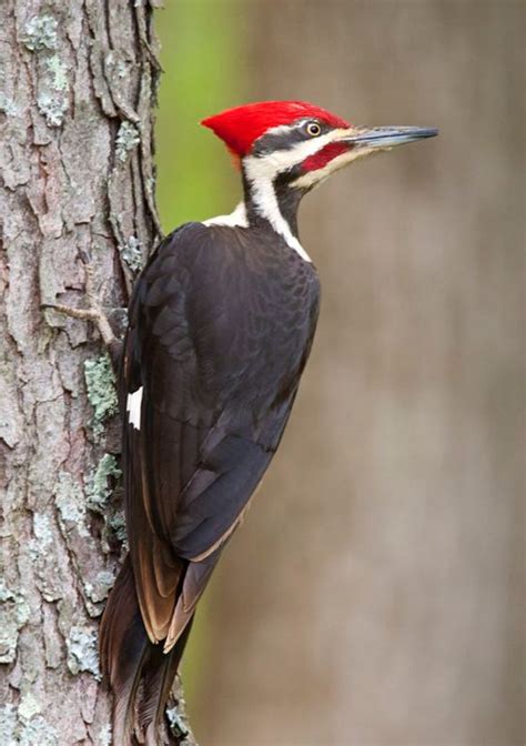 A large pileated woodpecker swooped in up close in Holland, West Michigan end of summer. The red ...