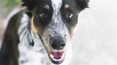 Australian Shepherd Blue Heeler Mix: Breed Information & More | Canine ...