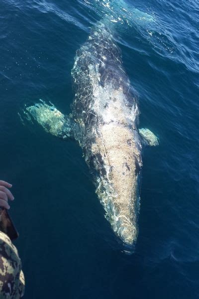 Ensenada Whale Watching - Tours California Norte