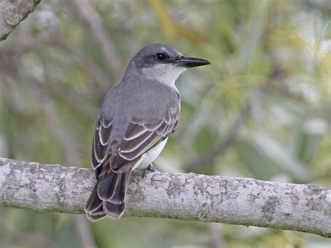 Gray Kingbird - eBird