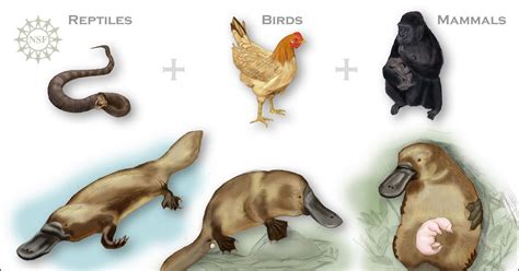 The Cockroach Catcher: It’s a Bird, a Reptile, a Mammal: It’s Platypus