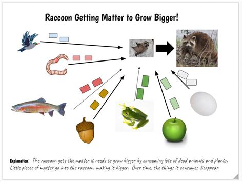 Thinking Back to the Raccoon that Started this All... - Gretchen Brinza