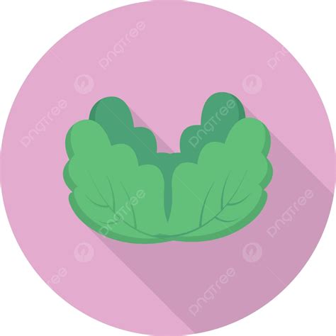 Vegetable Vector Cabbage Icon Vector, Vector, Cabbage, Icon PNG and ...