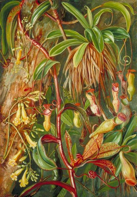 Seychelles Pitcher Plant and Bilimb Marron Artist: Marianne North Completion Date: 1883 Style ...