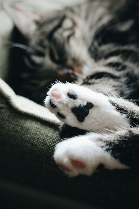 cats | 5 best free cat, animal, pet and mammal photos on Unsplash