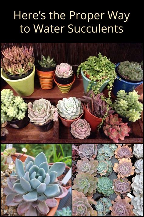 Here’s the Proper Way to Water Succulents - The garden! | Succulents, Planting succulents ...