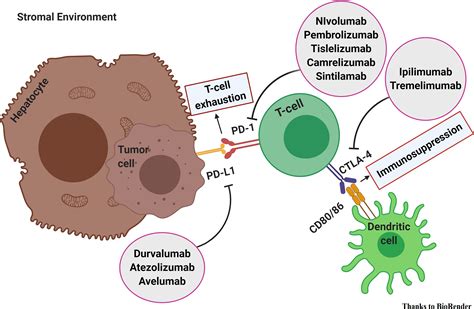 Collezionare foglie Russia Emigrare cell response crema prezzi ...