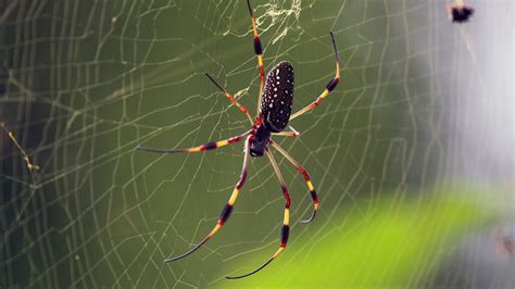 Some spiders may spin poisonous webs laced with neurotoxins