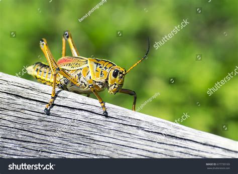 3,612,225 Insects Images, Stock Photos & Vectors | Shutterstock