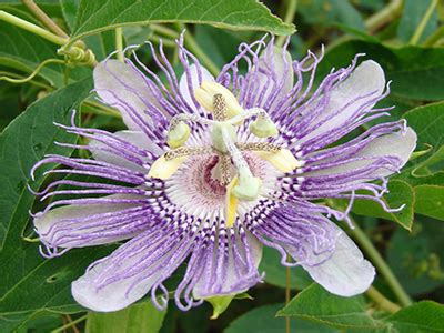 Passion Flower - University of Florida, Institute of Food and ...