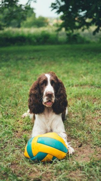 English Springer Spaniel: Lifespan, Grooming, Training | Petplan