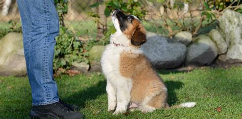 3 ways to train your puppy to sit - The Happy Puppy Site