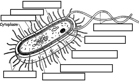 Bacteria Diagram Worksheet - Breadandhearth