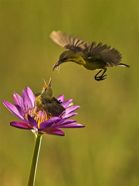 Burung Kolibri | Burung Kolibri - Burung Penghisap Madu - Ol… | Flickr