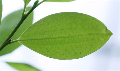 Erythroxylum coca (Erythroxylaceae) image 44377 at PlantSystematics.org