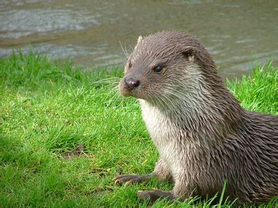 When did the Japanese River Otter became extinct? - The Random Trivia ...