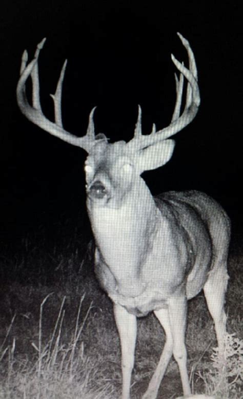 20 Monster Bucks That Will Make You Want to Buy a Trail Cam | Whitetail hunting, Whitetail bucks ...