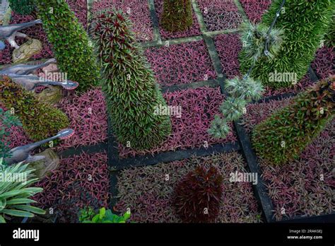 Plants and flowers of sky garden Stock Photo - Alamy