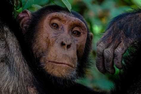 50 Chimpanzee Facts About The Great Ape | Facts.net