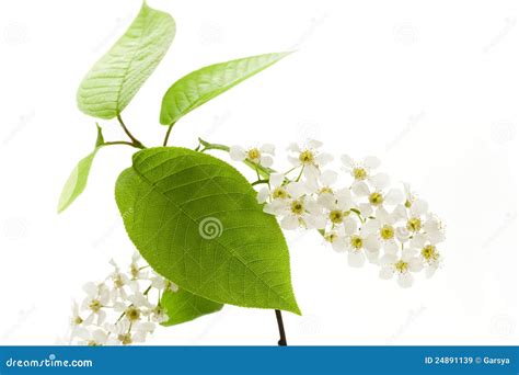 Bird cherry tree flowers stock image. Image of tree, pestle - 24891139