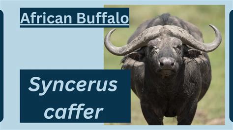 African Buffalo Animal Facts | Syncerus caffer