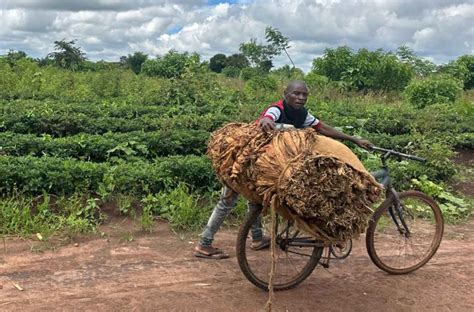 Special Report: Diversifying Malawi’s Economy – Tobacco Reporter