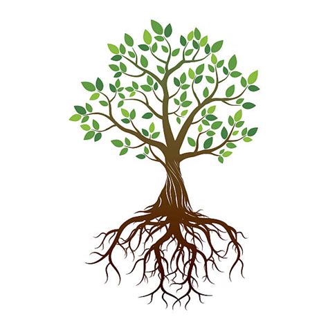 Royalty Free Tree Roots Clip Art, Vector Images & Illustrations - iStock