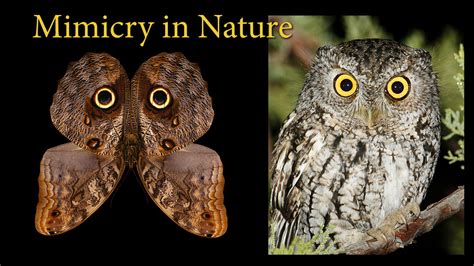 Mimicry in Nature — Science Source | Illustration and Retouching Services