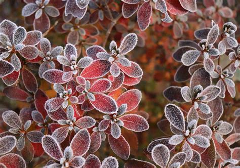 To Help Azaleas Through Winter, Work Out Your Garden Micro-Climate And ...